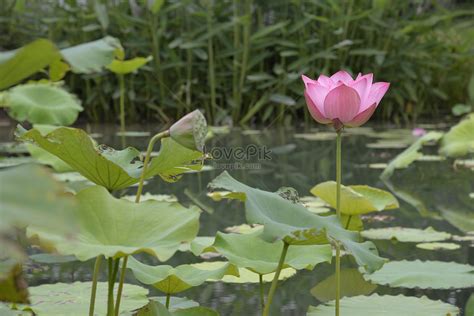 荷花圖片|346,400+ 項荷花照片檔、圖片和免版稅影像